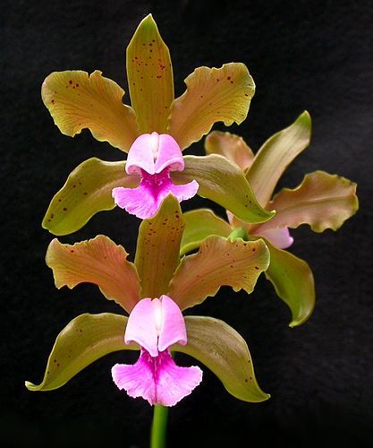 Cattleya tenuis